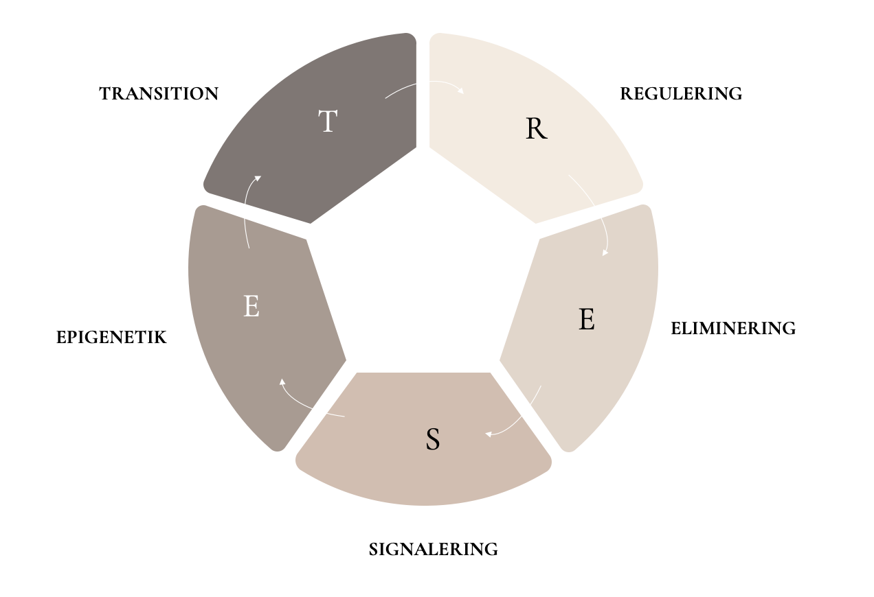 Ekspertmodel